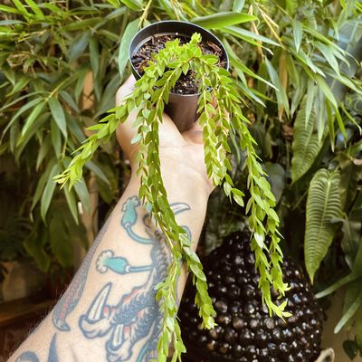 Huperzia sp. Malásia