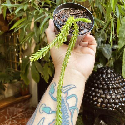 Huperzia sp. Thailand