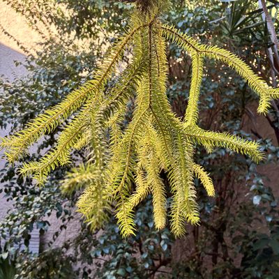 Huperzia squarrosa (grande)