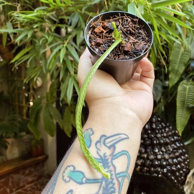 Huperzia tetrasticha