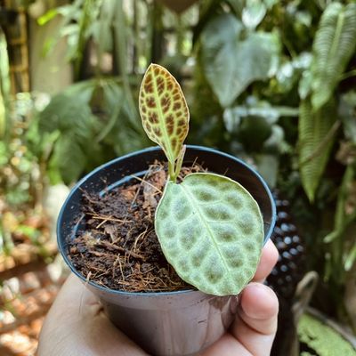 Labisia beccarii ‘Turtle Back’