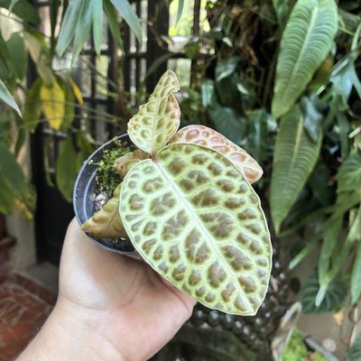 Labisia beccarii ‘Turtle Back’ (média)