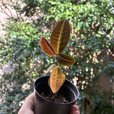 Labisia sp ‘Jabi Sunrise’