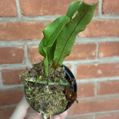 Lecanopteris sinuosa