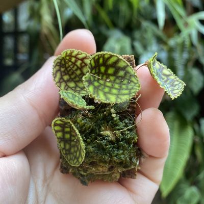 Lepanthes calodictyon