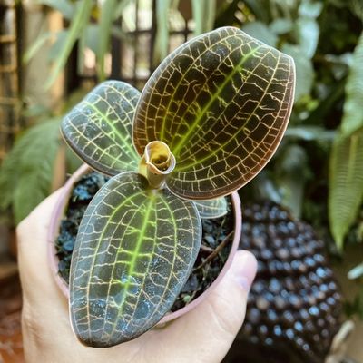 Macodes sanderiana x limii