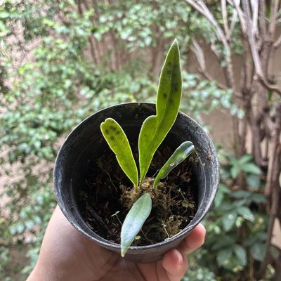 Microsorum thailandicum