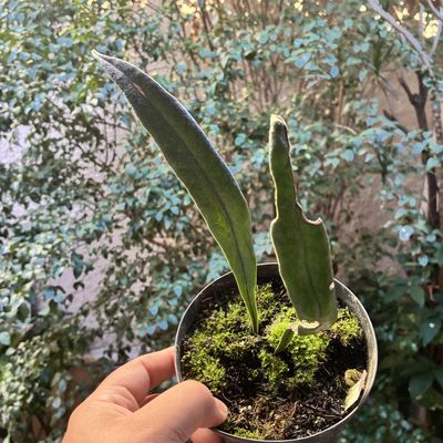 Microsorum thailandicum