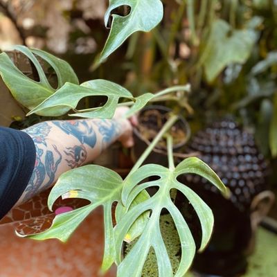 Monstera 'Burle Marx's Flame' (média)