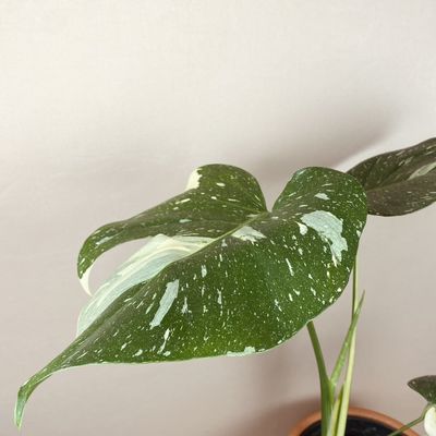 Monstera ‘Thai Constellation’ (média)