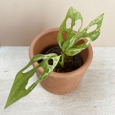 Monstera adansonii ‘Indonesian Marble’