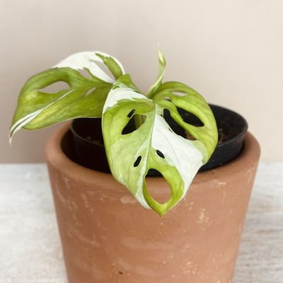 Monstera adansonii Variegata