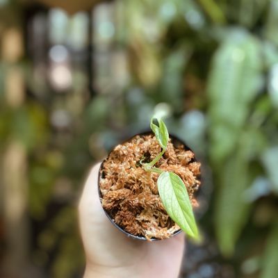 Monstera adansonii Variegata "archipelago"