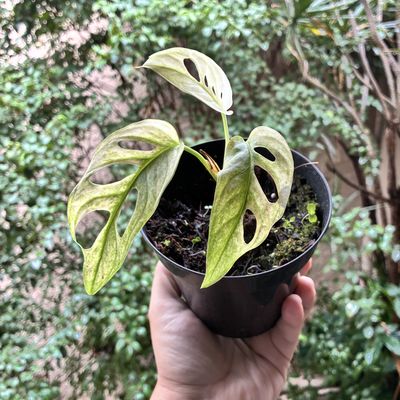 Monstera adansonii mint