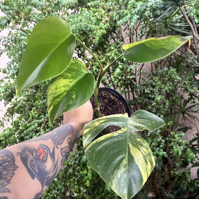 Monstera aurea