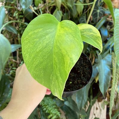 Monstera aurea