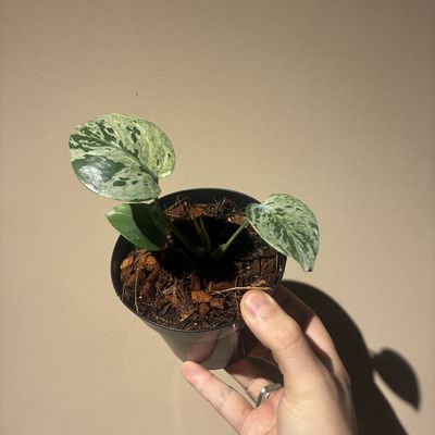 Monstera bulbasaur
