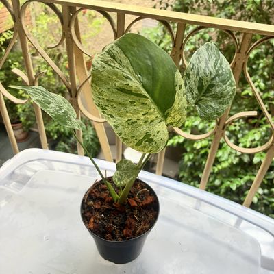 Monstera bulbasaur (media)