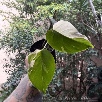 Monstera deliciosa ‘Albo Variegata’ (pequena)
