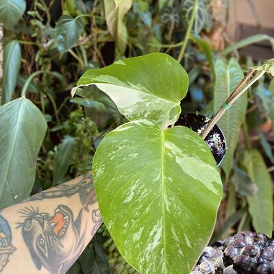 Monstera deliciosa ‘Albo Variegata’ (pequena)