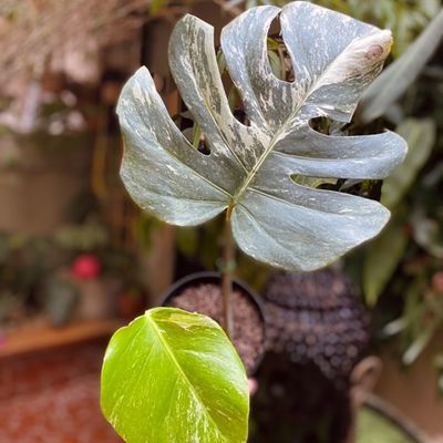 Monstera deliciosa Variegata B (Pequena)