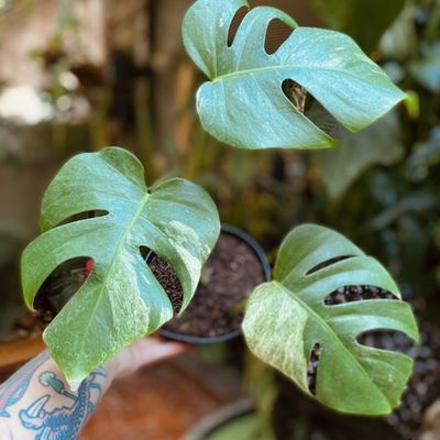 Monstera deliciosa mint