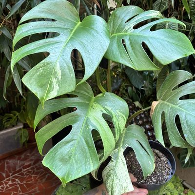Monstera deliciosa mint