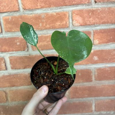 Monstera devil monster