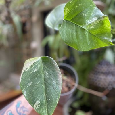 Monstera mint (média)