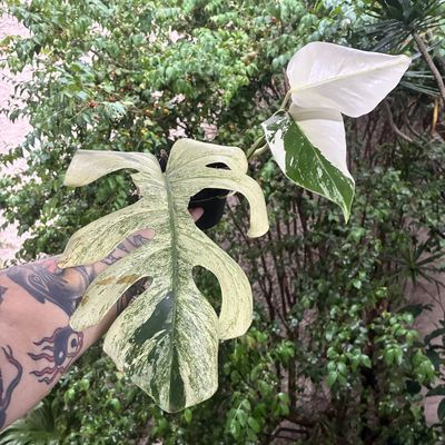 Monstera mint (média)
