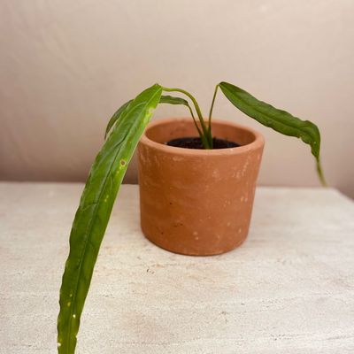 Monstera oblíqua tiwintza