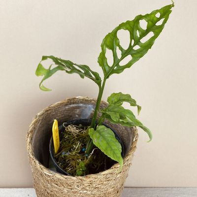 Monstera obliqua ‘Forma Peruana’ (Peruvian Form)