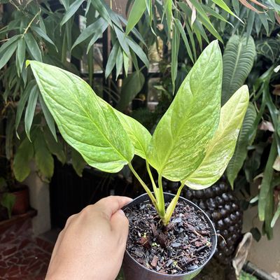 Monstera obliqua mayuna variegata