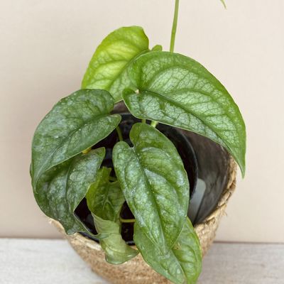 Monstera siltepecana