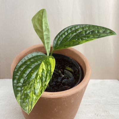 Monstera sp. ‘Peru’ Variegata
