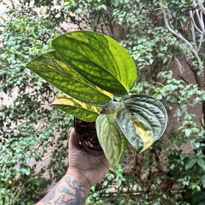 Monstera sp. ‘Peru’ Variegata (média)
