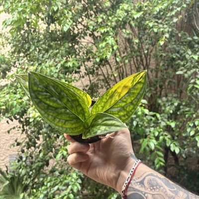 Monstera sp. ‘Peru’ Variegata (pequena)