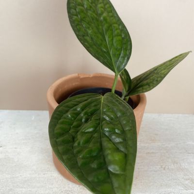 Monstera sp. ‘Peru’ (pequena)