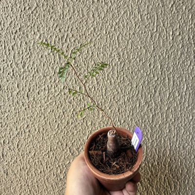 Operculicarya pachypus