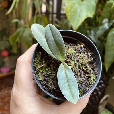 Paphiopedilum canhii