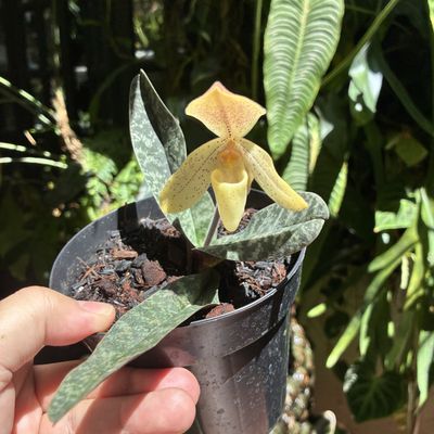 Paphiopedilum concolor