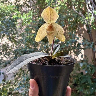 Paphiopedilum concolor
