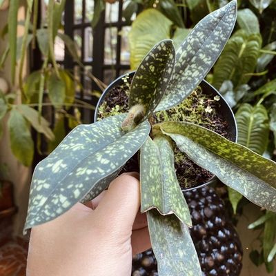 Paphiopedilum delenatii