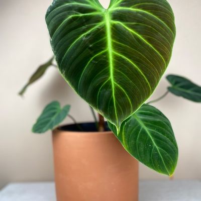 Philodendron rubrijuvenile 'El Choco'