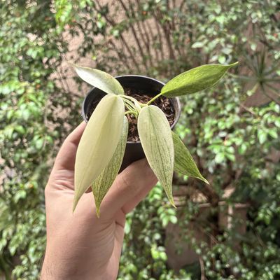 Philodendron 'Florida Ghost' (pequeno)