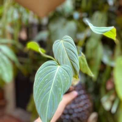 Philodendron ‘Glorious’ (pequeno)