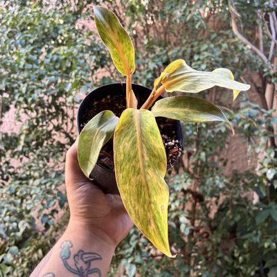 Philodendron 'Quad Color' (Orange Marmalade)