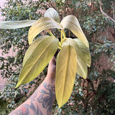 Philodendron 'Whipple Way'