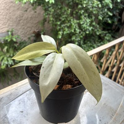 Philodendron 'Whipple Way' (pequeno)