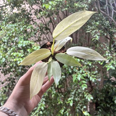 Philodendron 'Whipple Way' (pequeno)